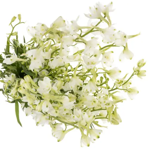 Delphinium weiss Guard 110cm
