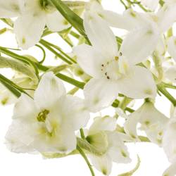 Delphinium weiss Guard 110cm