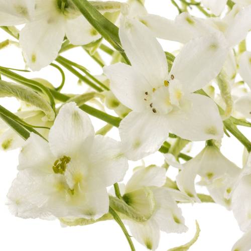 Delphinium weiss Guard 110cm