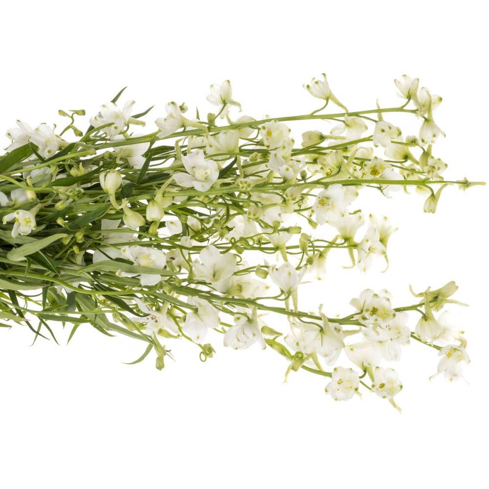 Delphinium weiss Guard 110cm