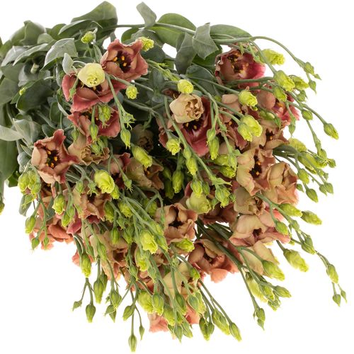 Lisianthus braun Choco 5+Blüte 70cm