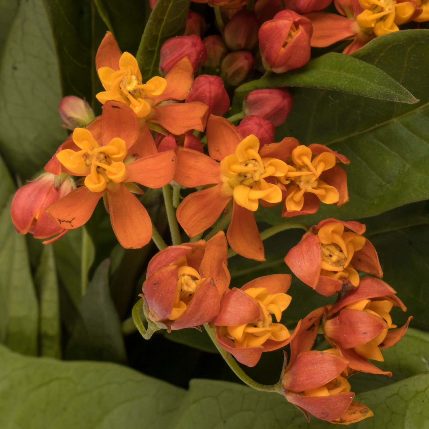 Aesclepia orange Red Serenade 60cm