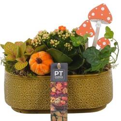 Kal.Arr PTHI5523 Herbst T21 H020