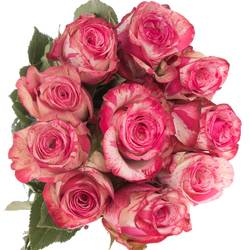 Rose creme/rosa Magic Times (Ec) 60cm X10