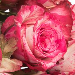 Rose creme/rosa Magic Times (Ec) 60cm X10