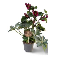 Helleborus Princess rot T17 H045