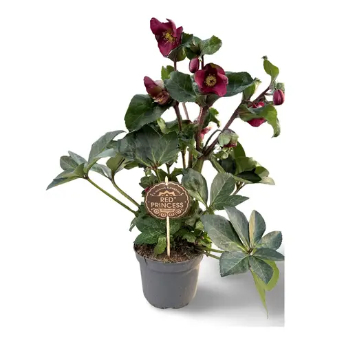 Helleborus Princess rot T17 H045