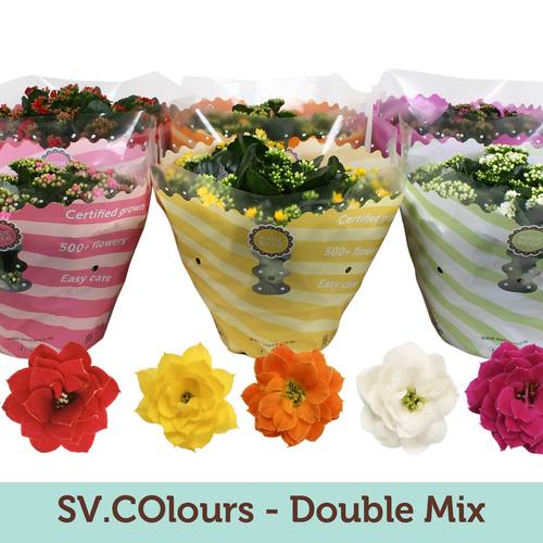 Kalanchoe Schale Gef. mix T23 H027