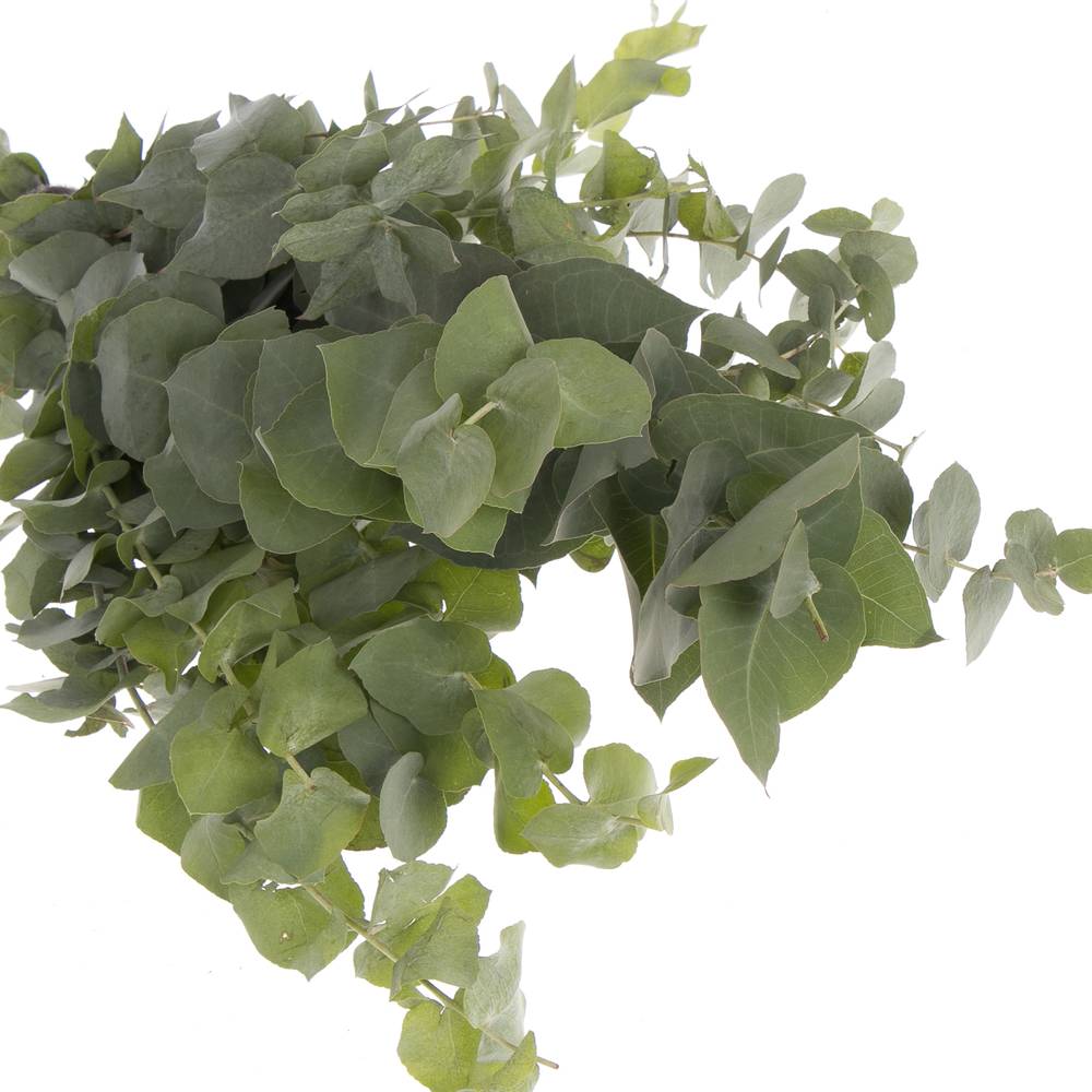 Populus natur Stuartiana 150 Gramm 50cm