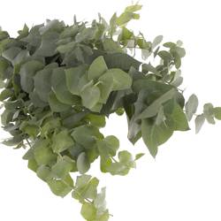 Populus natur Stuartiana 150 Gramm 50cm