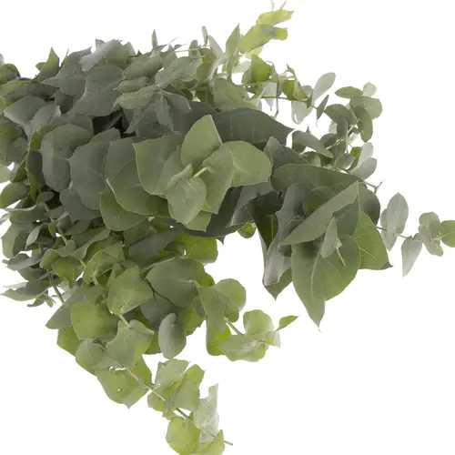 Populus natur Stuartiana 150 Gramm 50cm