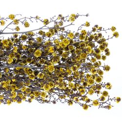 Stillingia gelb gefärbt 70cm