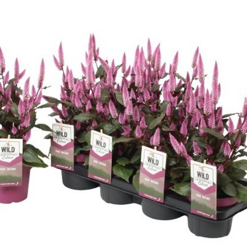 Celosia lila Wild Garten T14 H042
