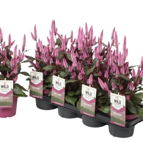 Celosia lila Wild Garten T14 H042