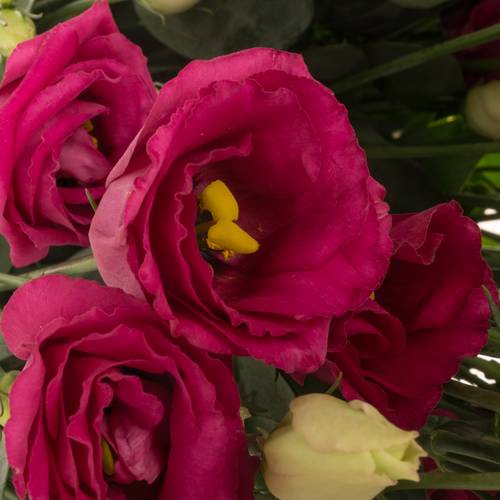 Lisianthus rot Rosita 5+Blüte 70cm