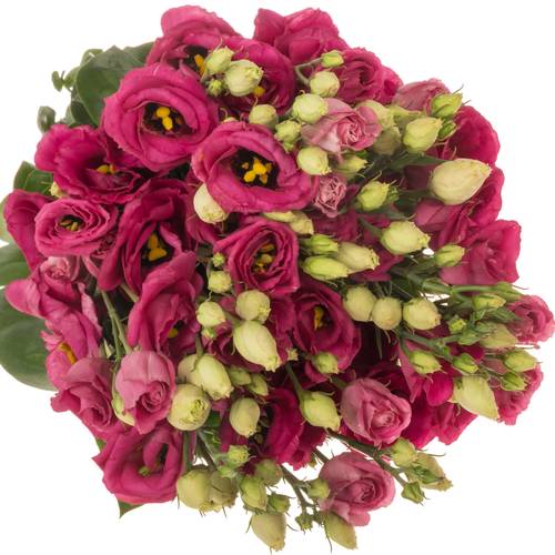 Lisianthus rot Rosita 5+Blüte 70cm