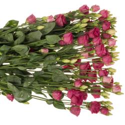 Lisianthus rot Rosita 5+Blüte 70cm