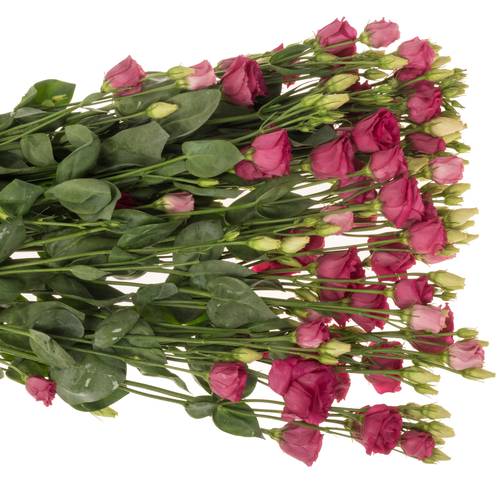 Lisianthus rot Rosita 5+Blüte 70cm