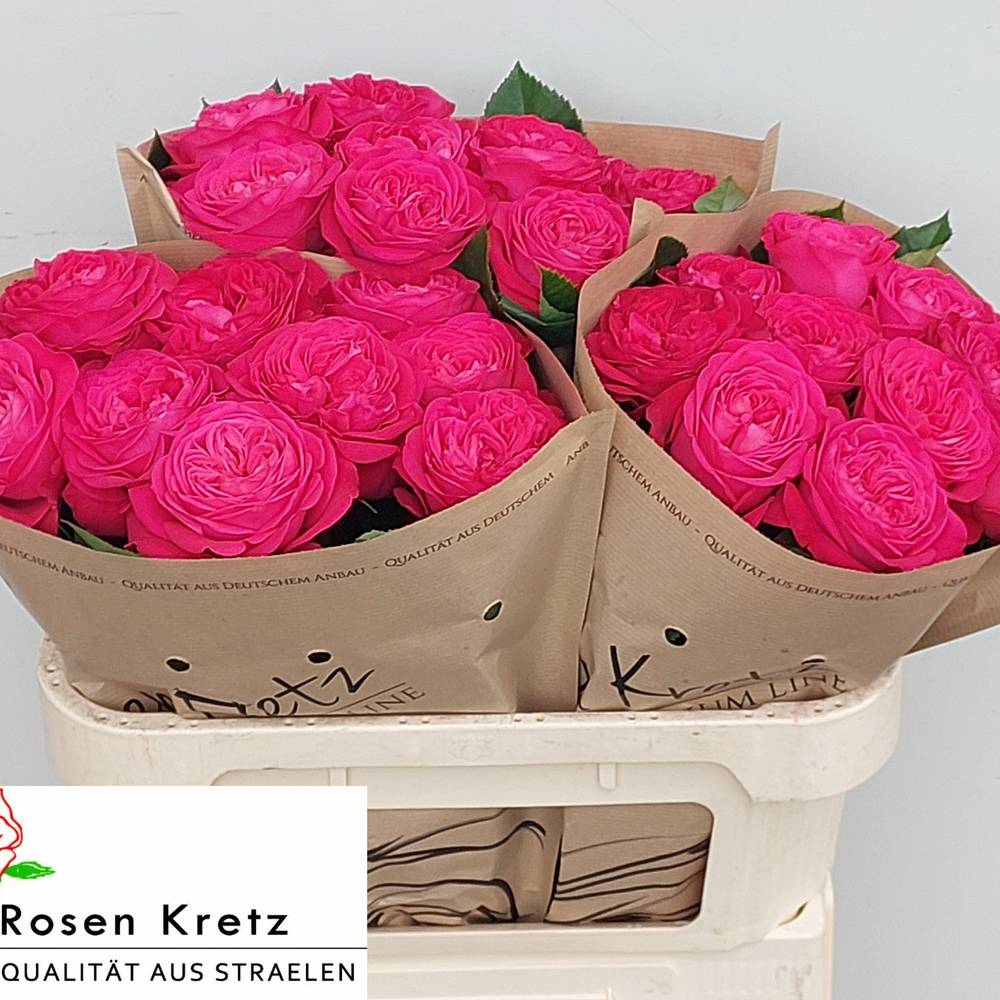Rose rosa Girlfriend gefüllt 70cm