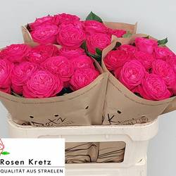 Rose rosa Girlfriend gefüllt 70cm