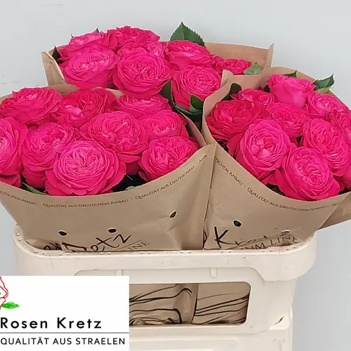 Rose rosa Girlfriend gefüllt 70cm