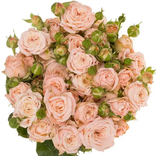 Rose verzweigt rosa Nynke 4+Blüte 50cm