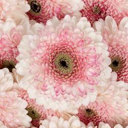Germini weiss/rosa Pomponi Lisa
