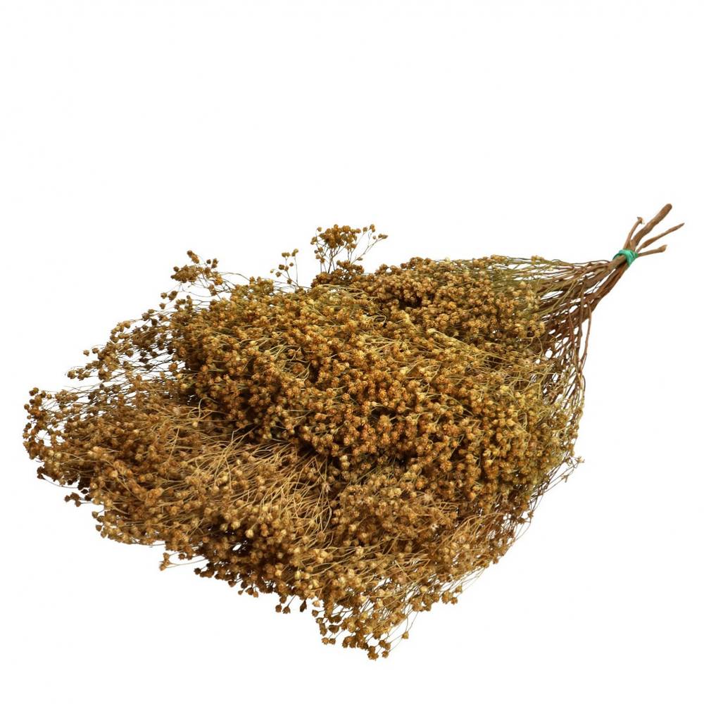 Trocken Broom braun 50-60cm