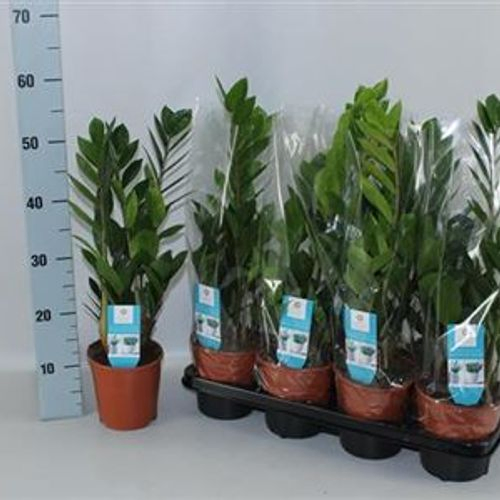 Zamioculcas Schnapchen Von Uhr T14 H55