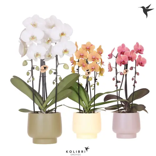 Phal.2-R mix Cascade im Scandic Übertopf T12 H050