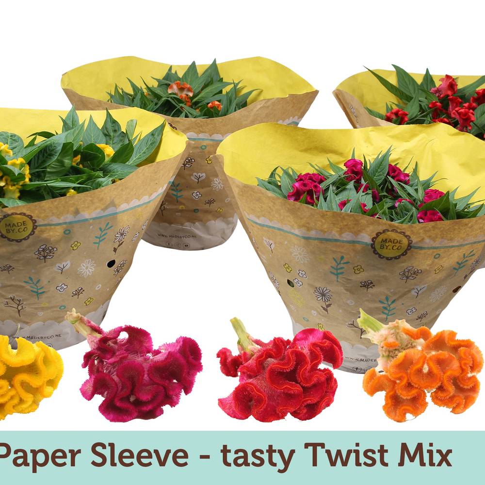 Celosia mix Tasty Twist T23 H025