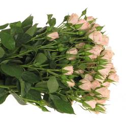 Rose verzweigt rosa Lydia Import 6+Blüte 60cm