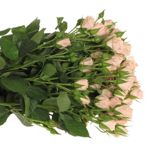 Rose verzweigt rosa Lydia Import 6+Blüte 60cm