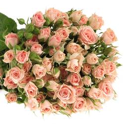 Rose verzweigt rosa Lydia Import 6+Blüte 60cm