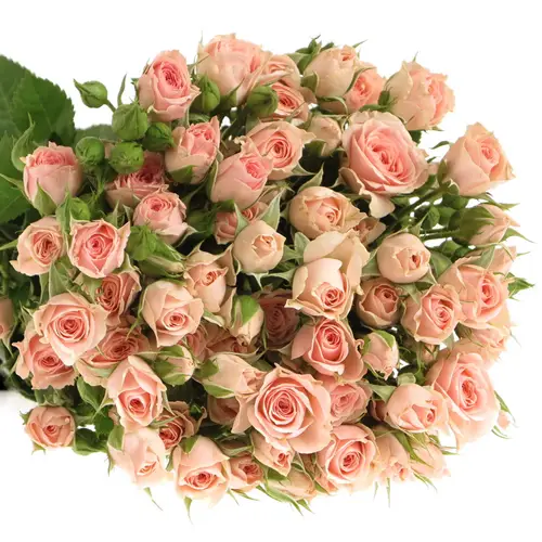 Rose verzweigt rosa Lydia Import 6+Blüte 60cm
