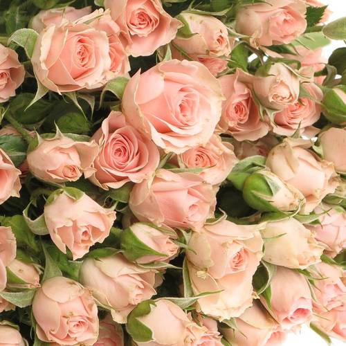 Rose verzweigt rosa Lydia Import 6+Blüte 60cm