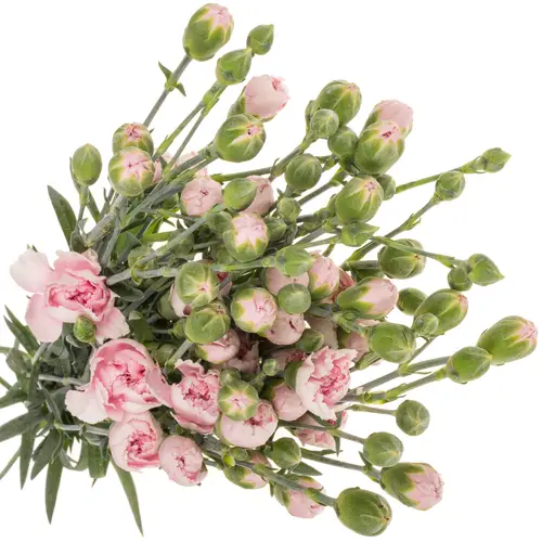 Spraynelke rosa Miamor 60cm