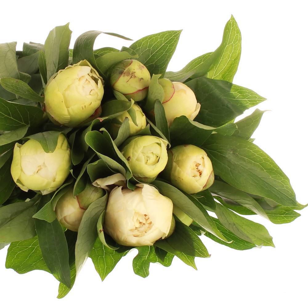 Pfingstrose creme Girl 50cm