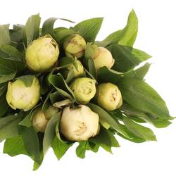 Pfingstrose creme Girl 50cm