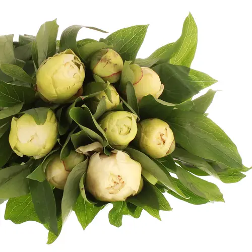 Pfingstrose creme Girl 50cm