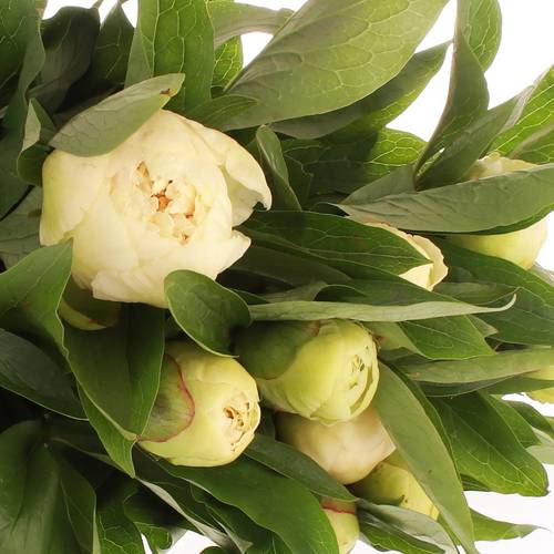 Pfingstrose creme Girl 50cm