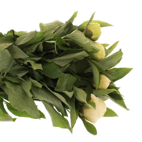 Pfingstrose creme Girl 50cm