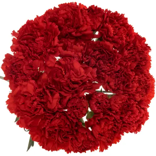 Nelke rot Gennaro 65cm