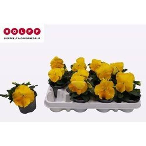 Stiefmütterchen F1 gelb T09 H015