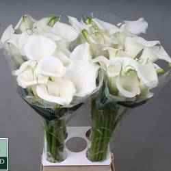 Calla weiss Pure Art 80cm