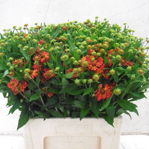 Helenium dunkel orange  65cm