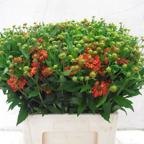 Helenium dunkel orange  65cm