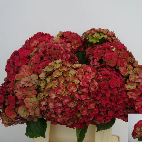 Hortensie rot  Royal Anastasia classic Bol 15cm 40cm