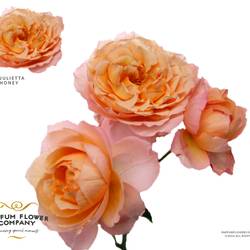 Rose verzweigt apricot Julietta Honey 50cm