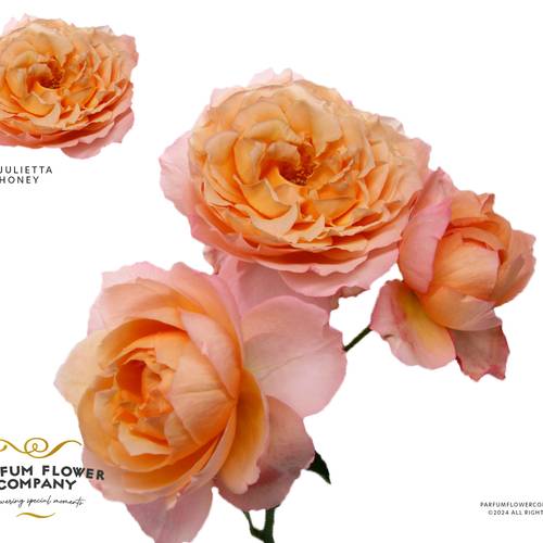 Rose verzweigt apricot Julietta Honey 50cm